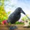 Black Plastic Crow Hunting Decoys Yard Garden Bird Deterrent Decor Gift Bird Repeller Deter Scarer Scarecrow Mice Pest Control